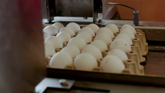 自动化设备在一个小农舍中标记了鸡蛋