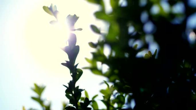 特写，黄杨木树枝在风中迎着太阳，在阳光下摇曳。种植观赏常绿苗圃黄杨木在林场出售。温室农业