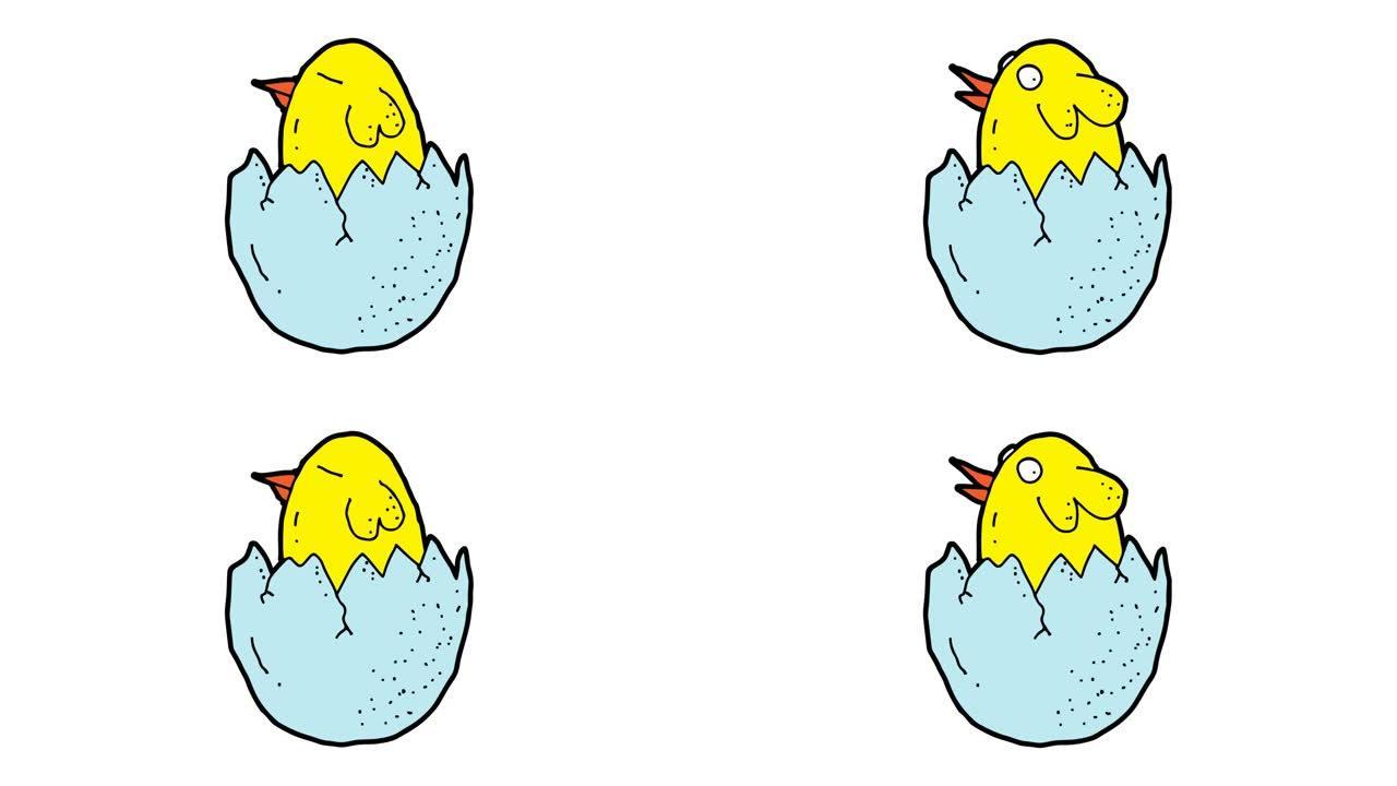 鸡孵化的手绘白色背景动画