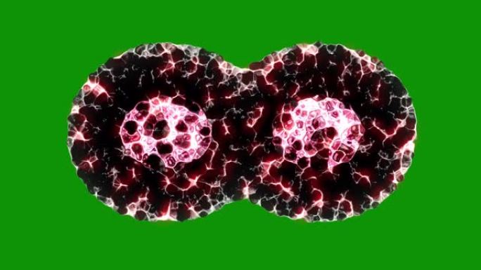 绿屏背景上的二元裂变细胞分裂运动图形