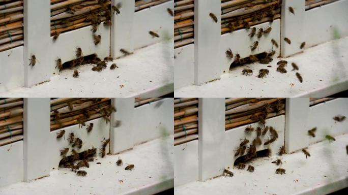 蜜蜂蜂巢有很多工作蜜蜂，蜂蜜养殖，养蜂业