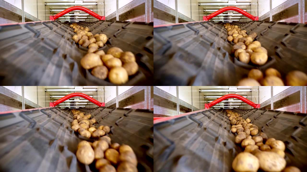 特写镜头，土豆在特殊的传送带上移动，并放入一个储藏室，一个冬季储存的仓库。马铃薯收获，作物