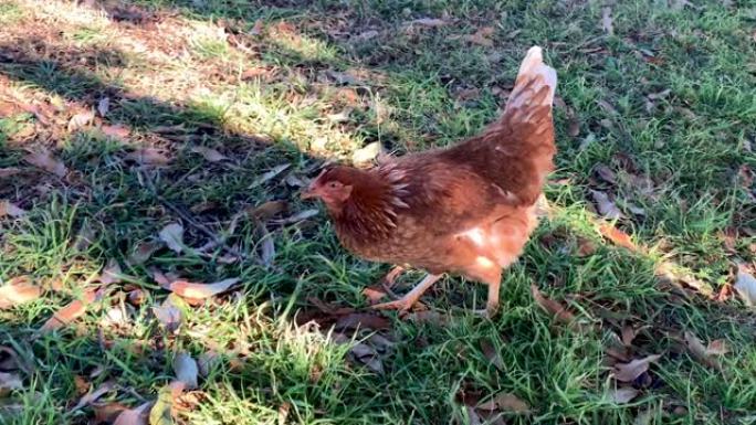 有机农场的自由放养鸡