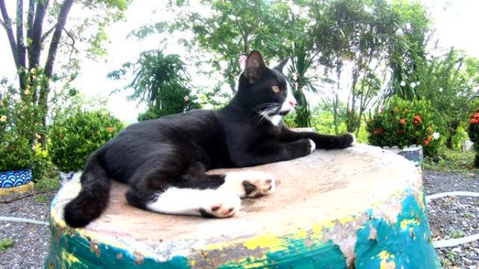 一只黑猫睡在花园里的旧罐子上。