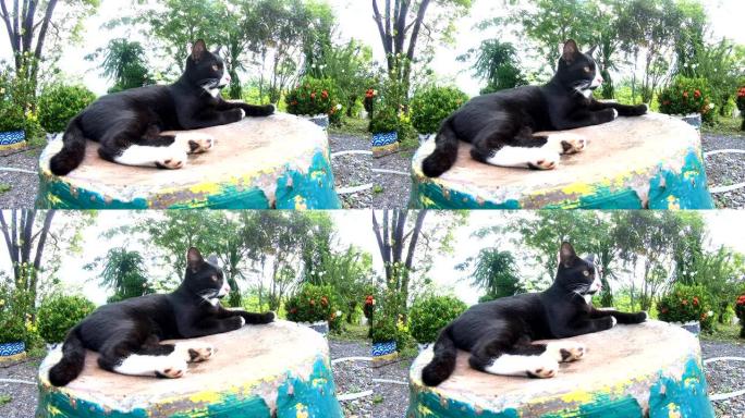 一只黑猫睡在花园里的旧罐子上。
