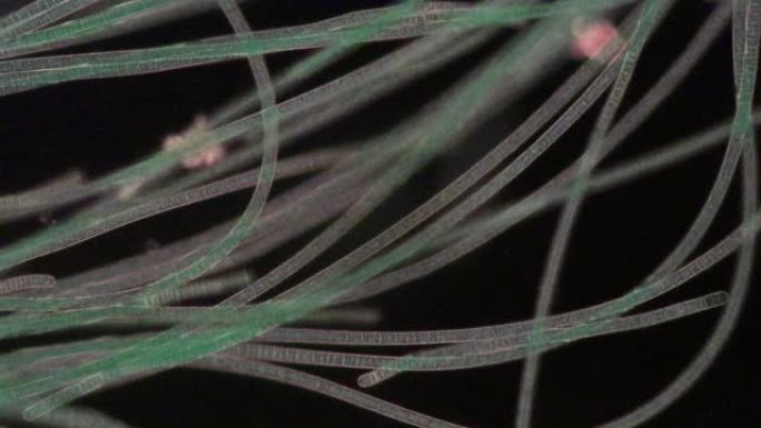 研究的振荡器是丝状蓝藻的一种，在显微镜下振荡其运动。