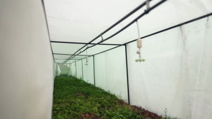 洒水器挂在潮湿的温室中，上面是植物的针叶幼苗。农业自动灌溉系统。盒式磁带常青树上的浇水机
