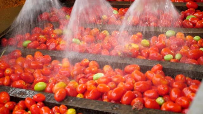 新鲜的红色和黄色西红柿进入金属网输送线，并在slo-mo的现代番茄生产植物上溅落的水中的奇妙景色