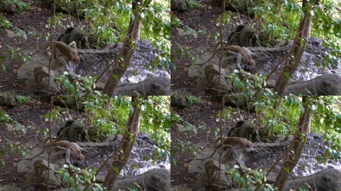 慢动作亚洲猴子从黑风洞附近森林的河流中喝水
