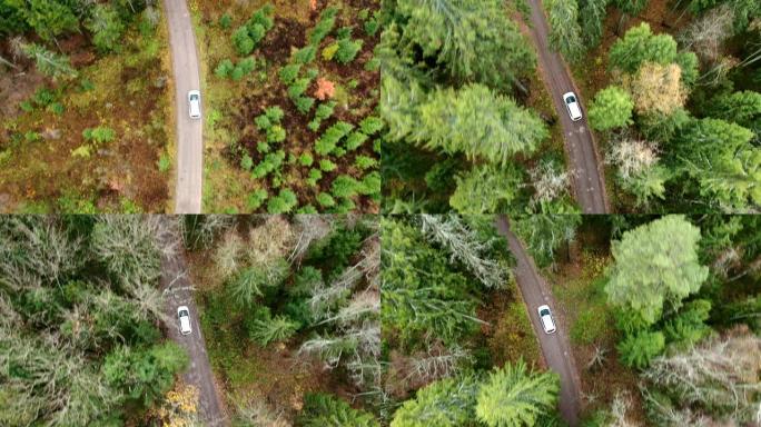 带汽车的秋道鸟瞰图。秋天森林中的乡村道路。秋季森林和高速公路。森林顶视图中的秋季汽车路。空中景观。跟