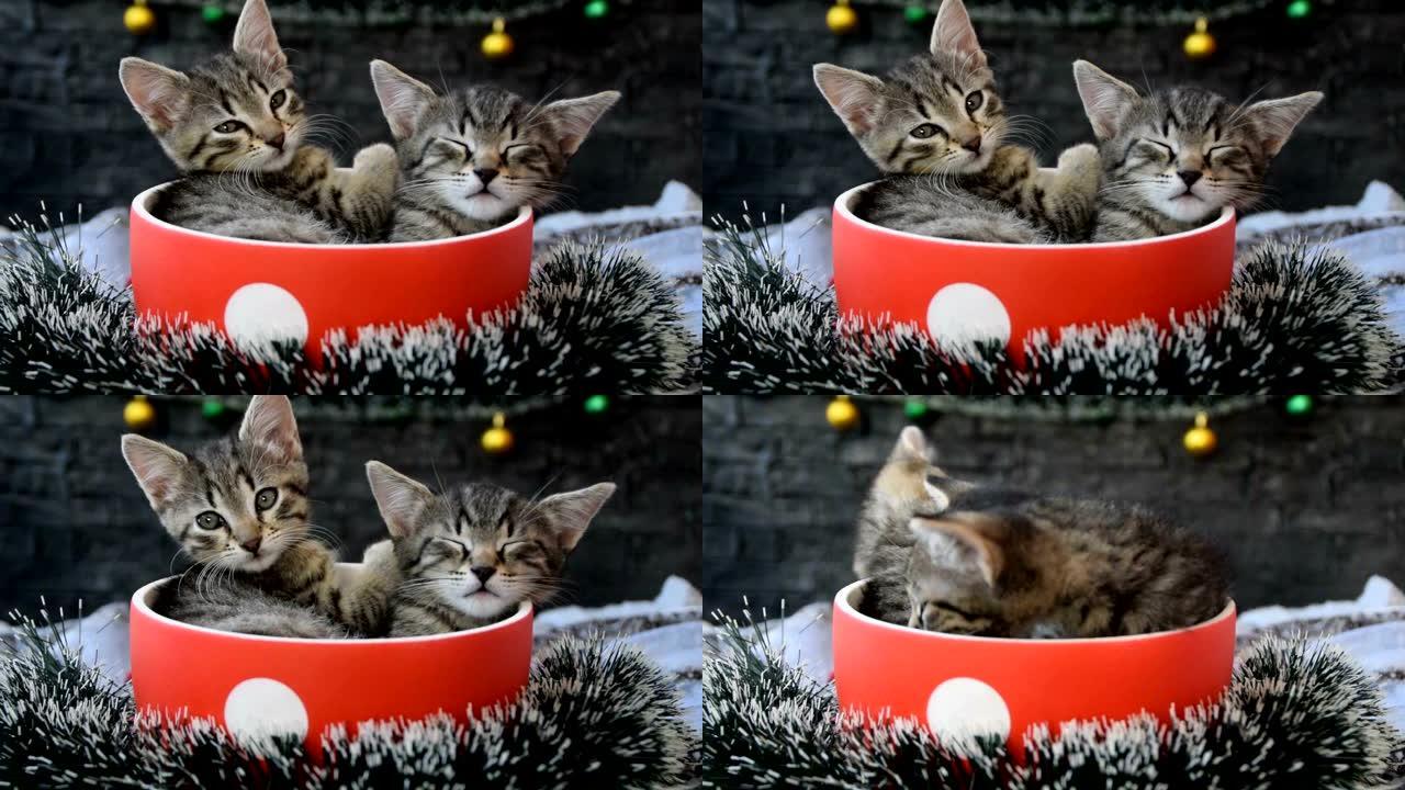 被圣诞装饰品包围的杯子里的疲倦小猫