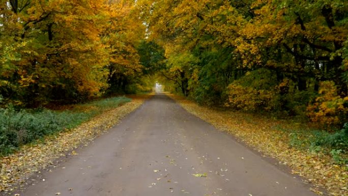 秋天森林中的道路，缓慢，平稳的无人机飞行。黄色的叶子舔着路的两边。