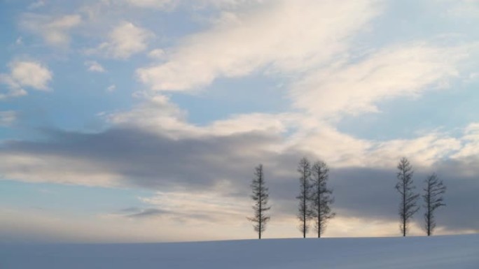 日落之前在日本北海道美伊的温和七山的雪中的树木