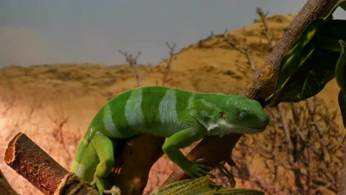 斐济带状鬣蜥绿色条纹蜥蜴坐在树枝上