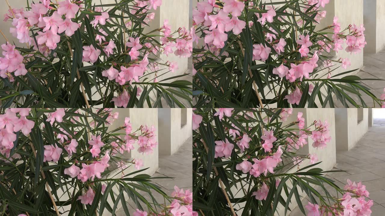 开花中的粉红色夹竹桃树 (Nerium夹竹桃)