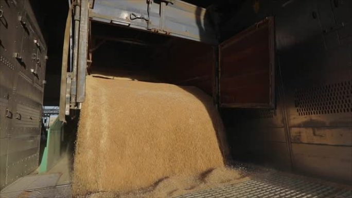 用汽车在仓库里卸小麦。从卡车上卸下小麦。将小麦装入筒仓