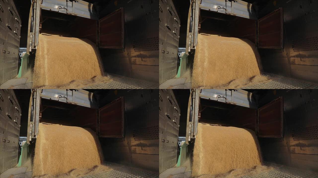 用汽车在仓库里卸小麦。从卡车上卸下小麦。将小麦装入筒仓
