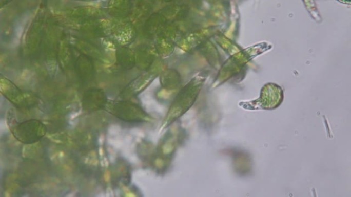 Euglena是在微观上进行教育的单细胞鞭毛真核生物的一种。