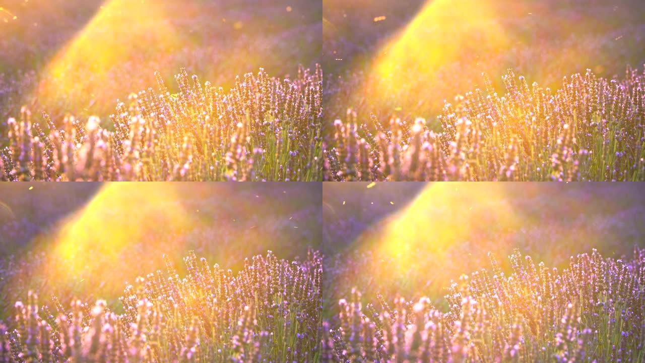 美丽盛开的薰衣草花与蜜蜂在夕阳中摇曳