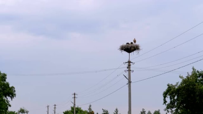 鹳一家坐在天空背景上高压电线支柱上的巢中