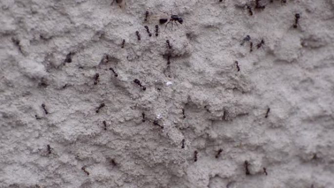蚂蚁很大，很小，翅膀在灰色的石头表面上爬行