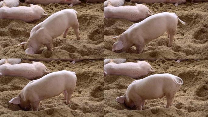 有机农村农业中快乐猪的慢镜头。畜牧业