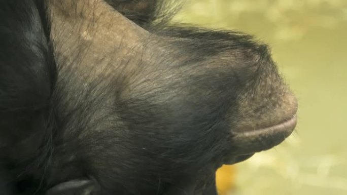 倭黑猩猩倒着睡。