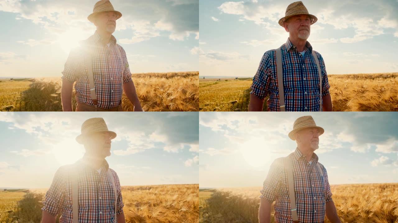 白种人的肖像照片的高级男子，田野的主人，在阳光下站在麦金田野中间的帽子上。