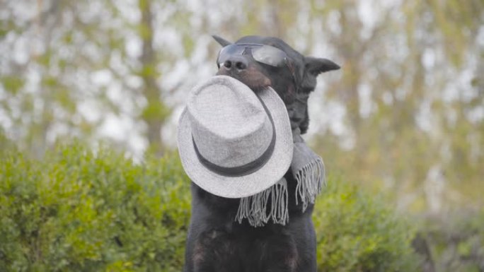 美丽的黑色杜宾犬太阳镜和灰色围巾的肖像，嘴里戴着灰色帽子。狗在秋季公园摆姿势。