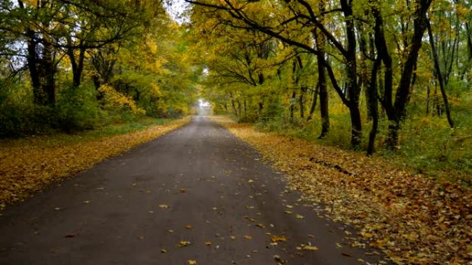 秋天森林中的道路，缓慢，平稳的无人机飞行。黄色的叶子舔着路的两边。