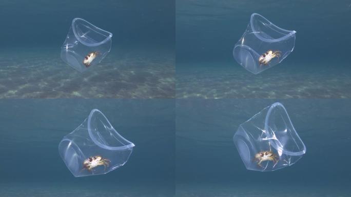 塑料污染，螃蟹在一个塑料杯内缓慢漂浮在阳光中的蓝色水面下。活蟹被困在塑料杯里。水下射击，地中海，欧洲