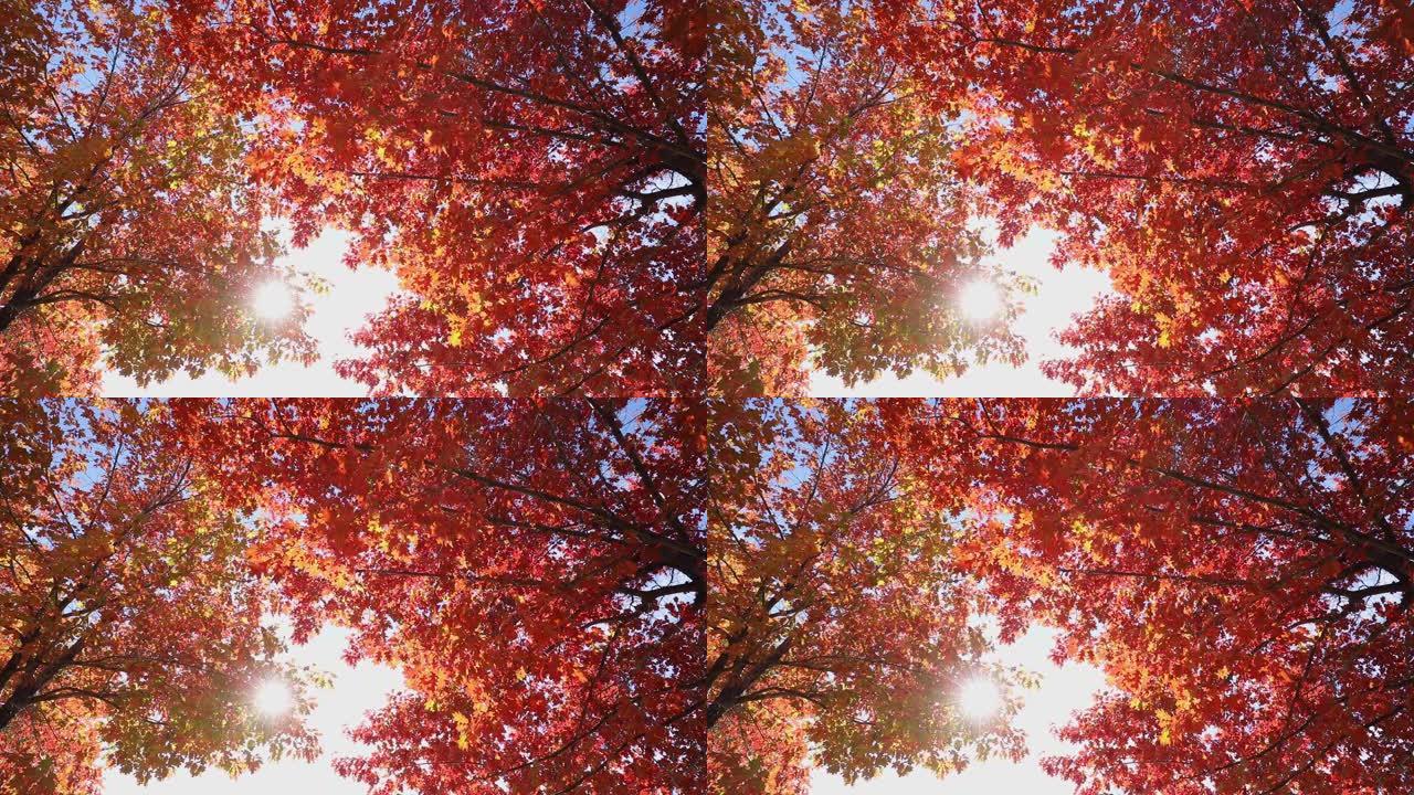秋天hdr的彩色树叶