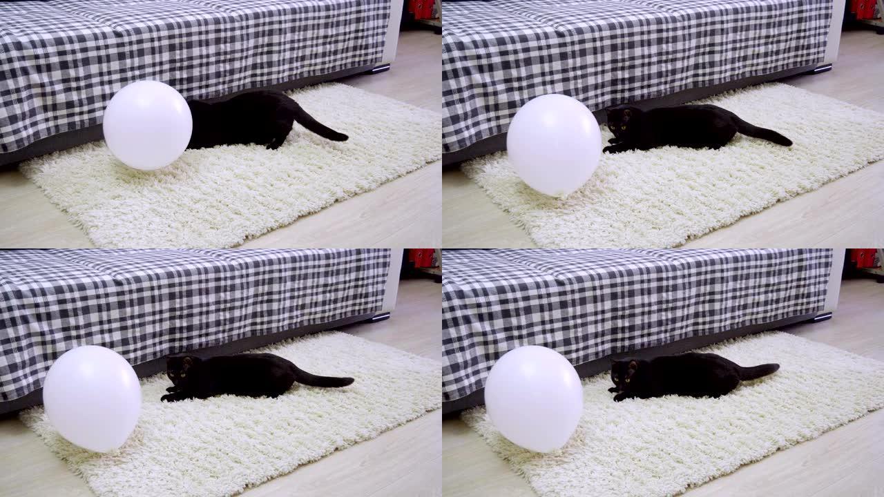 家畜。一只黑猫在玩白色气球。4K