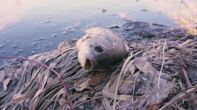 鱼死于恶劣的环境和环境污染