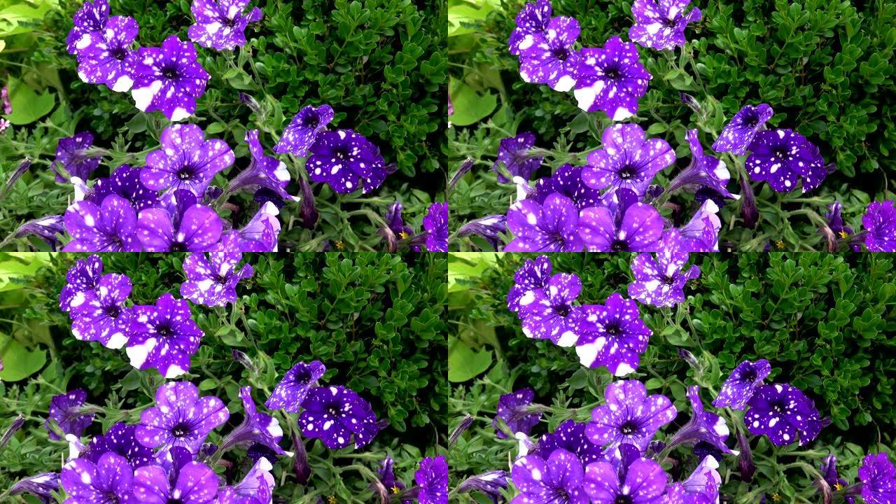 紫罗兰矮牵牛花。花园里的牵牛花。