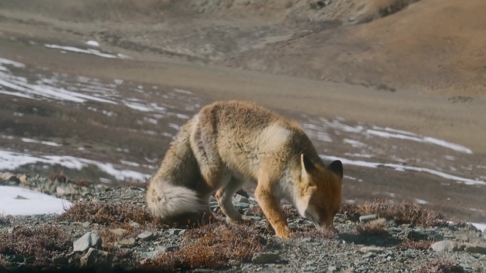 西藏旅游风光219国道野生动物狐狸