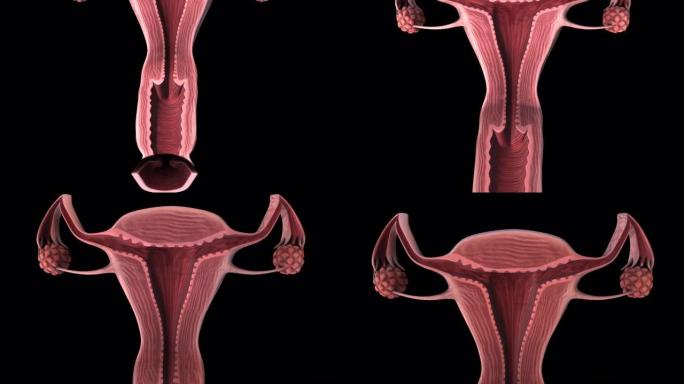 女性生殖器官全切片-幻灯片