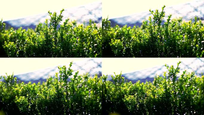 特写，黄杨木叶子在风中摇曳，在阳光下。多汁的绿色黄杨木灌木。种植观赏常绿苗圃黄杨木在林场出售。农业，