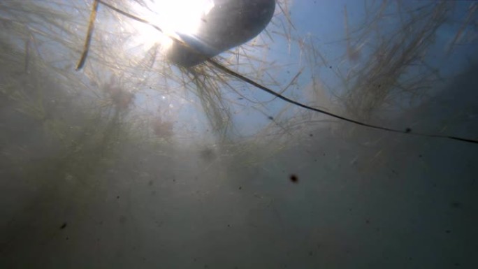 污浊的水，垃圾浮在水面