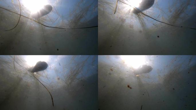 污浊的水，垃圾浮在水面