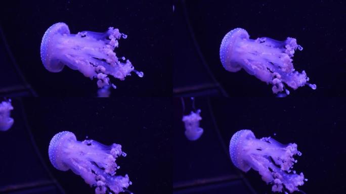 霓虹紫色水母在水下用彩光照明。海洋盐水水族馆中的水母鱼。多色霓虹水母游泳。VJ概念。