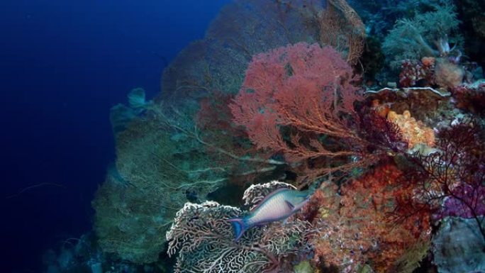 摄像机与戈戈尼亚人一起穿越五颜六色的珊瑚礁