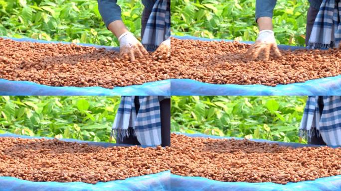 可可豆，或可可豆发酵后在干燥平台上干燥。