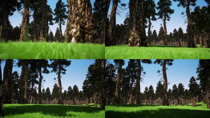 森林景观3d逼真镜头。伍兹在多风的晴天旋转动画。新鲜的绿草特写。白天高高的松树和蓝天。室外位置。自然
