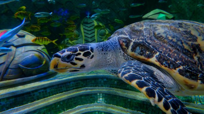 海底世界海洋馆水族馆海龟