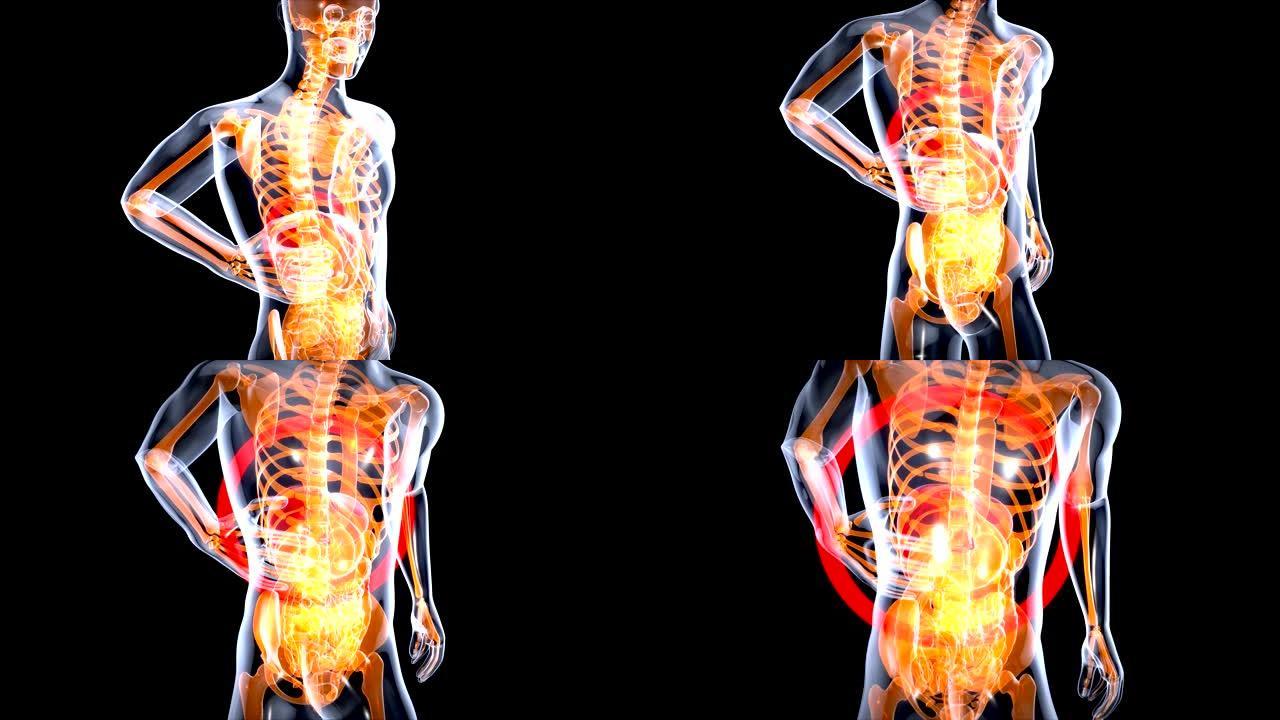 肝脏解剖概念的3D运动设计