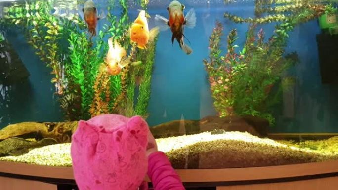 一个小女孩看着水族馆里的鱼