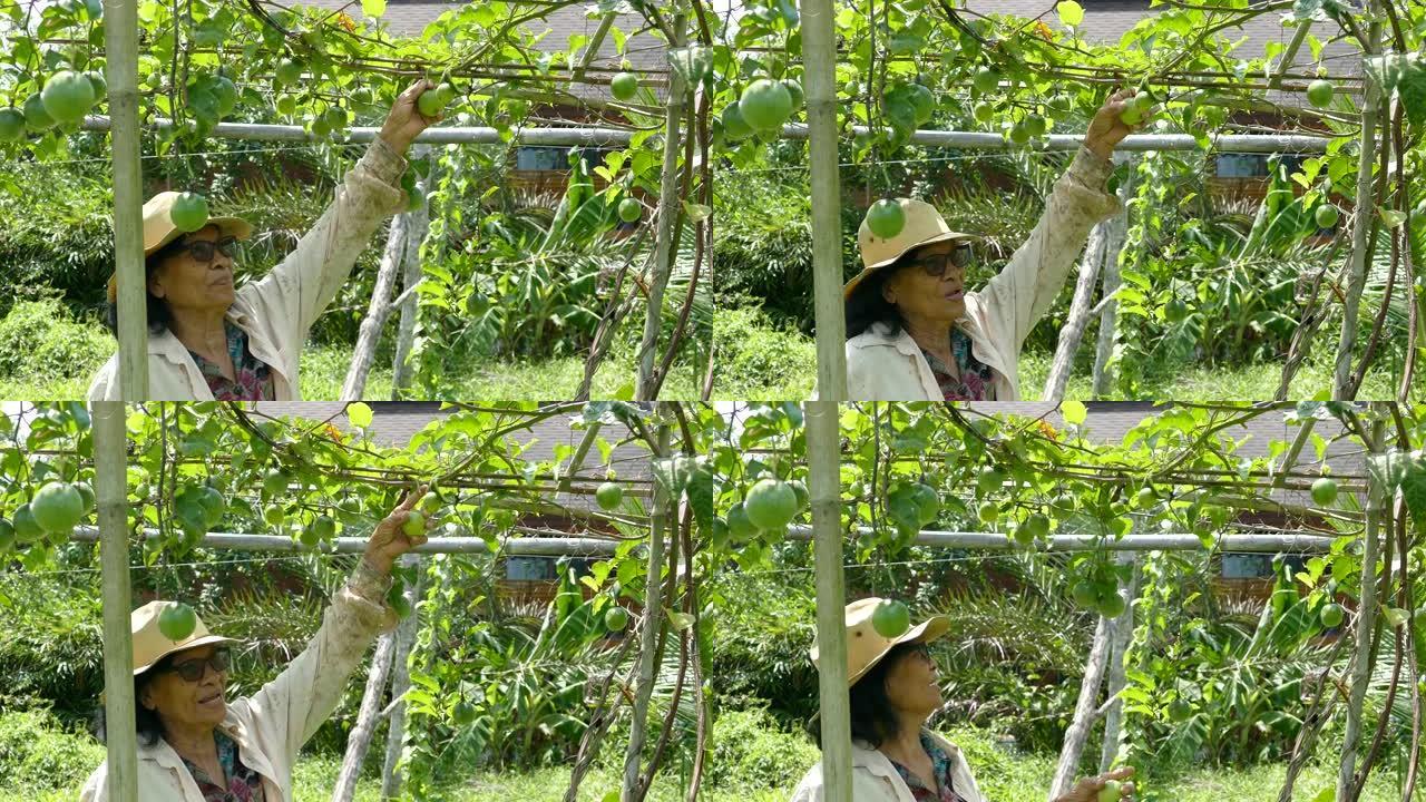 树上有新鲜绿色生百香果的泰国老亚洲妇女