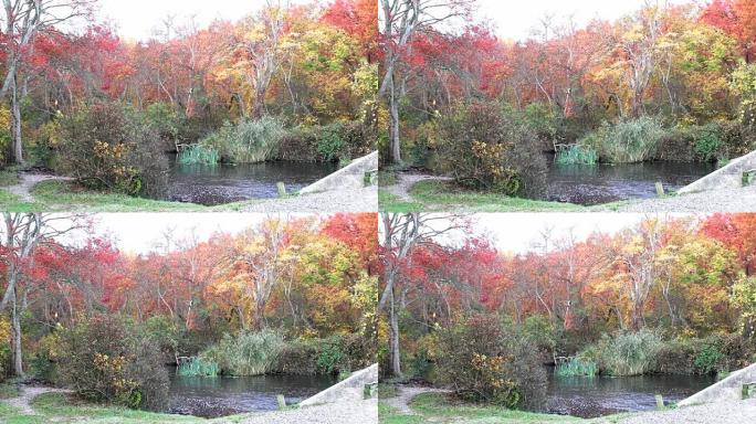 Southards pond的Carlls河，五颜六色的树木环绕着流动的水
