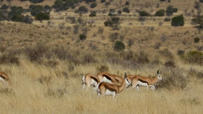 跳羚羚羊在草原上觅食，充满着波光粼粼的热浪，南非